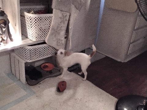 Chihuahua – Chihuahua