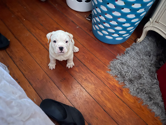 American Bulldog – two bulldog puppies