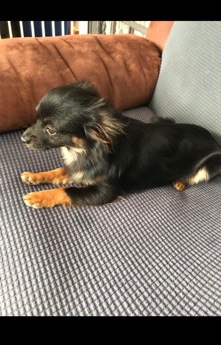 Chihuahua – 10 month old male chihuahua pup