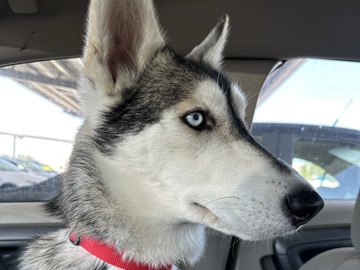 German Shepherd – Female Rescue