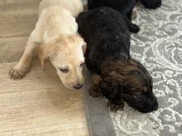 English Cocker Spaniel – 2 cocker spaniels – Northampton