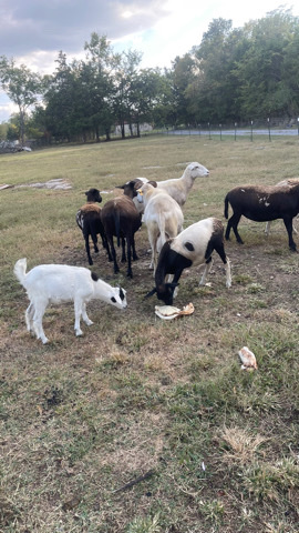 Any – goats lamb