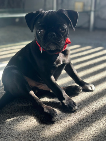 Pug – black pug puppy