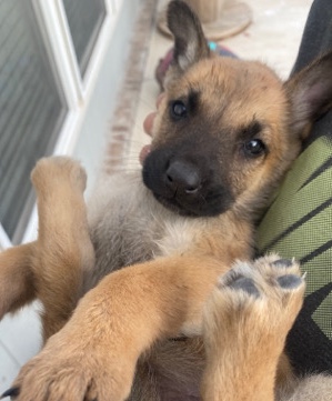 Belgian Shepherd Dog (Malinois) – puppies Belgian malinois