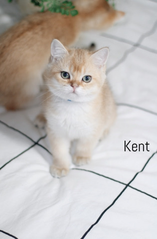 British Shorthair – British Shorthair kittens