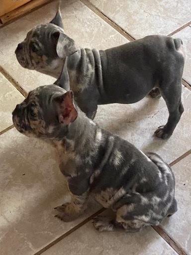 French Bulldog – female French Bulldog