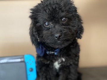 Poodle – Toy Doodle Puppy – Okotoks