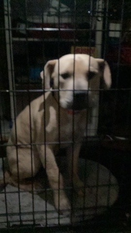 American Bulldog – american bully