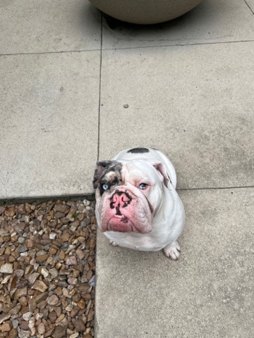 Olde English Bulldogge – STUD SERVICE ONLY English bulldog