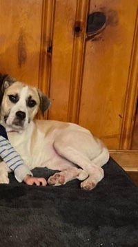 rehome