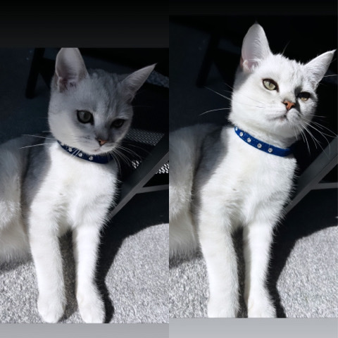 Scottish Fold – male cat