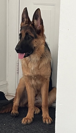 German Shepherd – Zena a besoin d’un foyer / Zena needs a home
