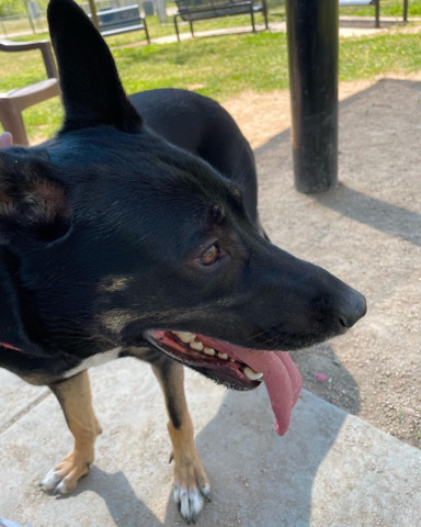 German Shepherd – My name is Sheeba
