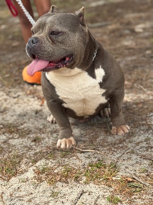 3 bullies for sale saeparately or together for a discounted price – Augusta