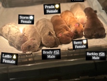 French Bulldog – Reign x Checkmate French Bulldog Puppies – Town and Country