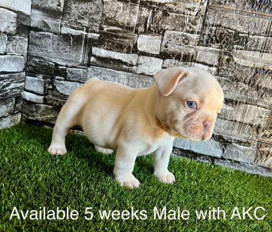 French Bulldog – Frenchie