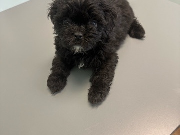 Shih Poo – Shi Poo – Pontiac