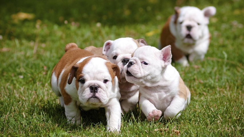 Bulldog – Lovely English Bulldog Pups Text:(404) ***
