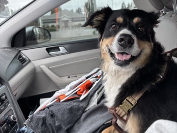 Australian Shepherd – Australian shepherd – Sammamish