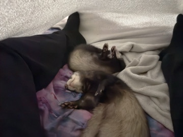 Standard Ferret – male and female litter mates – Kiln