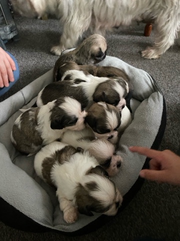 Shih Tzu – shichon