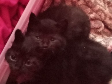 6 cats for free