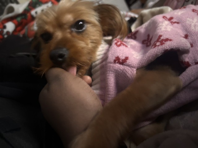 Yorkshire Terrier – Female Yorkie – Margaret