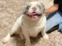 French Bulldog – fluffy Merle frenchie – Hiram