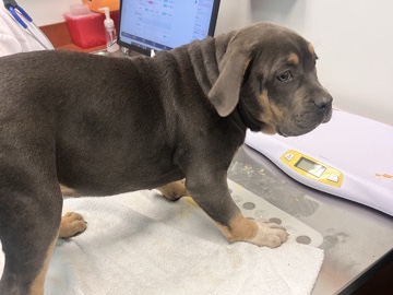 American Bulldog - American XL tri bullies available for adoption in Browns Mills