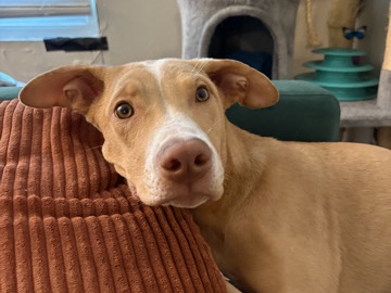 American Pit Bull Terrier โ Rory๐ถ๐ฆฎ๐ โ Los Angeles