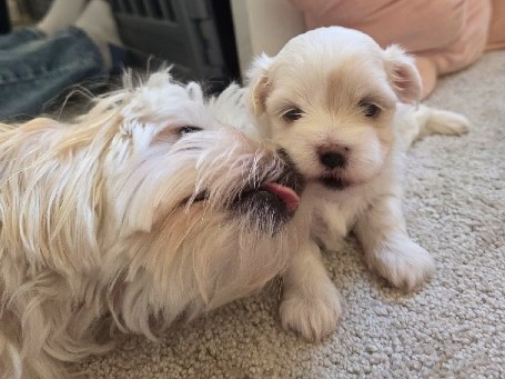 Maltipoo – 2 Maltipoo Hündinnen – Lehrte