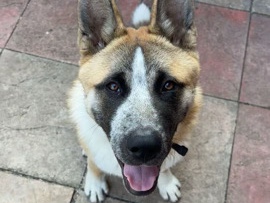 Akita - Akita puppy  available for adoption in Oldham