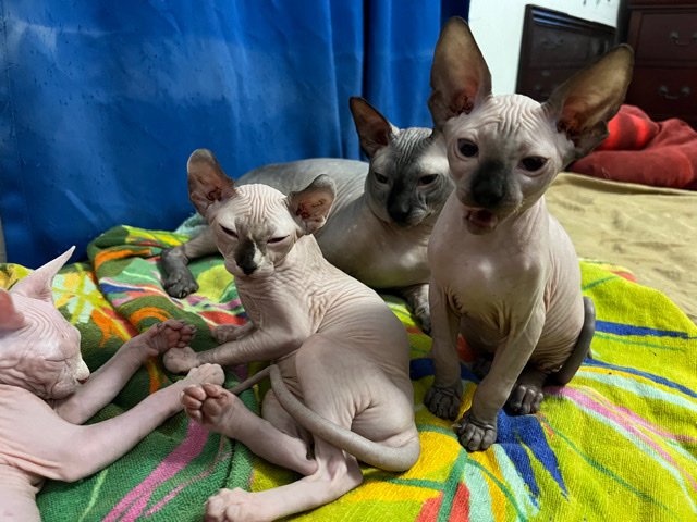 Sphynx – cat sphynx
