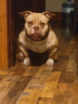 American Pit Bull Terrier – exotic pocket bully