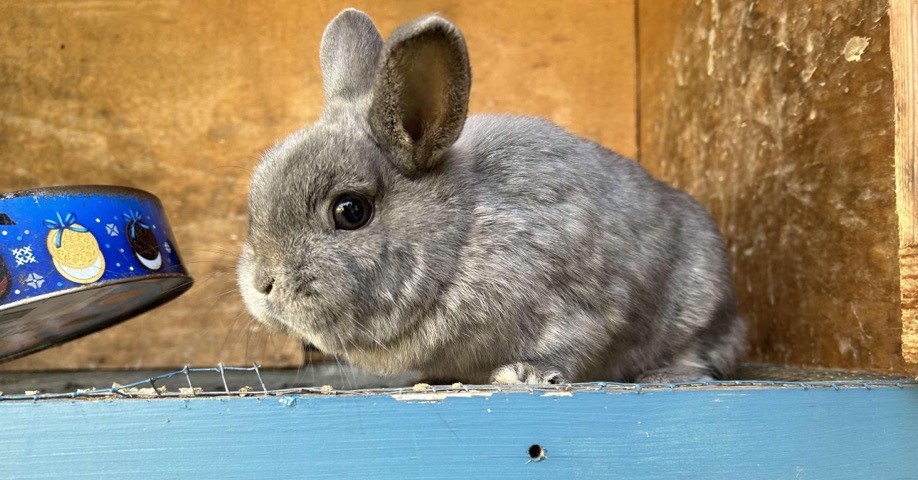 New Zealand – bunnies