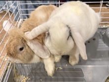 French Lop – 2 French Lop Rabbits – Miami