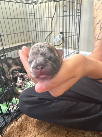 French Bulldog – puppy’s French bulldogs