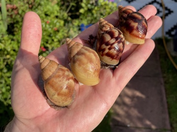 Giant African Land Snail – Giant African Snails for sale! – Tring
