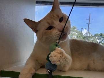 Siamese – Looking to Rehome Luna – Spring