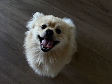 Pomeranian – Pomeranian male – Santa Rosa