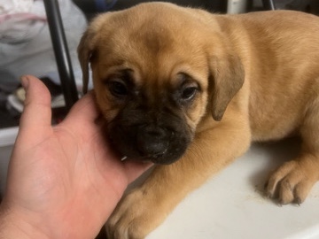 Teal colored collar puppy