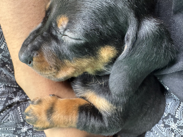 Dachshund – Female Dachshund Puppy 💗 – Chennai
