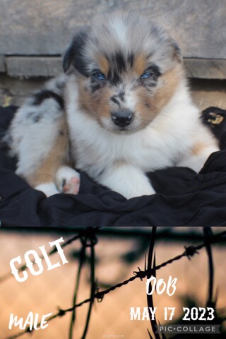 Australian Shepherd – Australian Shepherd