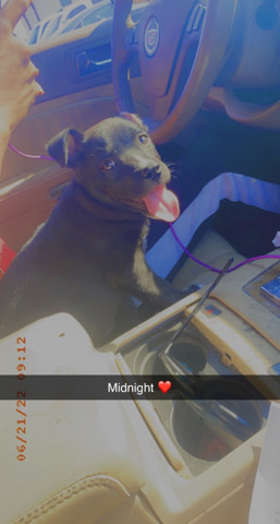 Boxer – Pit mixed with boxer