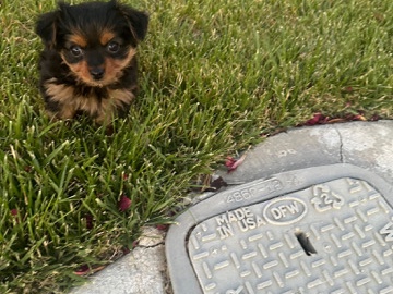 Yorkie Poo – Yorkie poo only $500 – Manteca