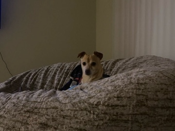 Chihuahua – loving chihuahua mix for sale – San Jose