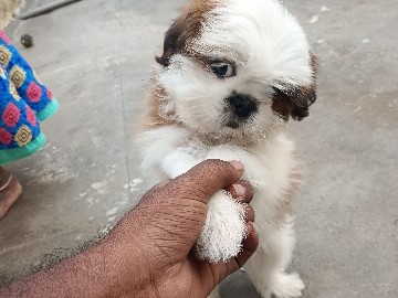 Shih Tzu - shit tzu female puppy  available for adoption in Bengaluru