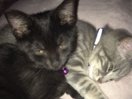 gray cat and black cat – Springfield