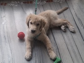 Golden Retriever – pet for sale – Hyderabad