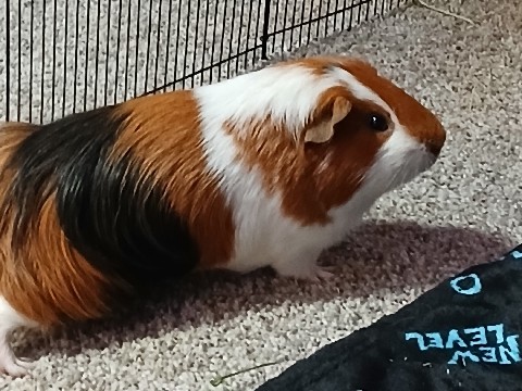 guniea pig for sale